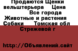 Продаются Щенки вельштерьера  › Цена ­ 27 000 - Все города Животные и растения » Собаки   . Томская обл.,Стрежевой г.